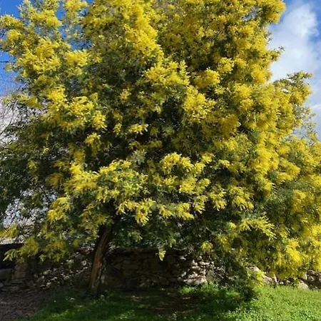 Vuelos De Montana L * Montanchez